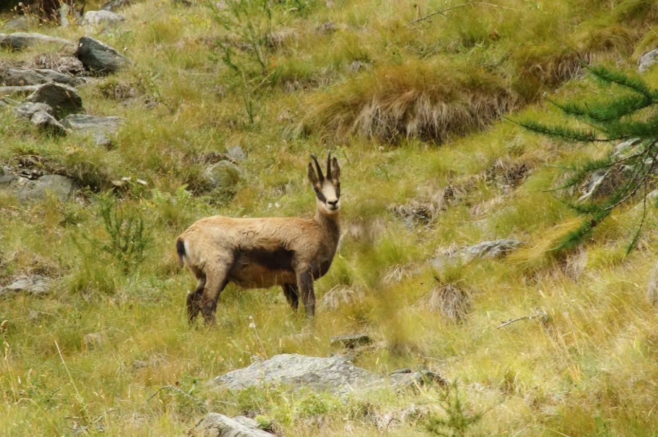 Grand Paradis Apartman Aosta Kültér fotó